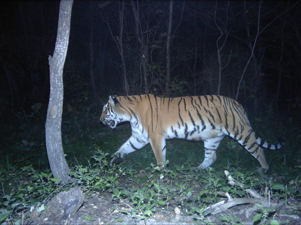 Good Tiger News: Northeast China Is Home to 55 Amur Tigers > Newsroom